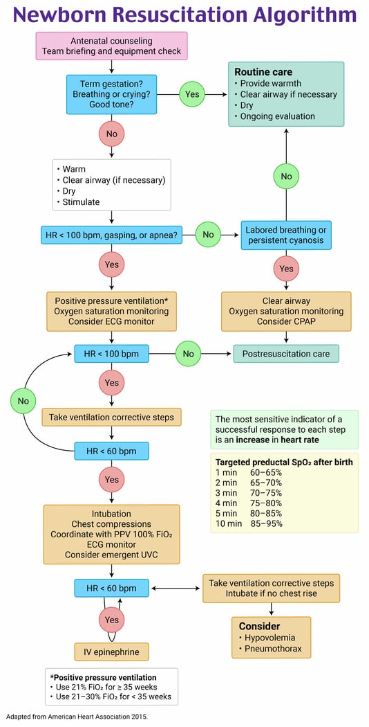 dcdc7bdcf486f8c7fec67e9d379687cb_Image - Newborn Resuscitation Algorithm, NALS @8x